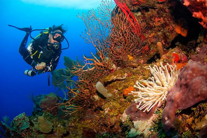 Introducing Swan Island: A Diving Paradise in Malaysia